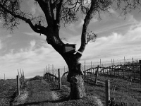 The Winter Vineyard – Jordan Winery